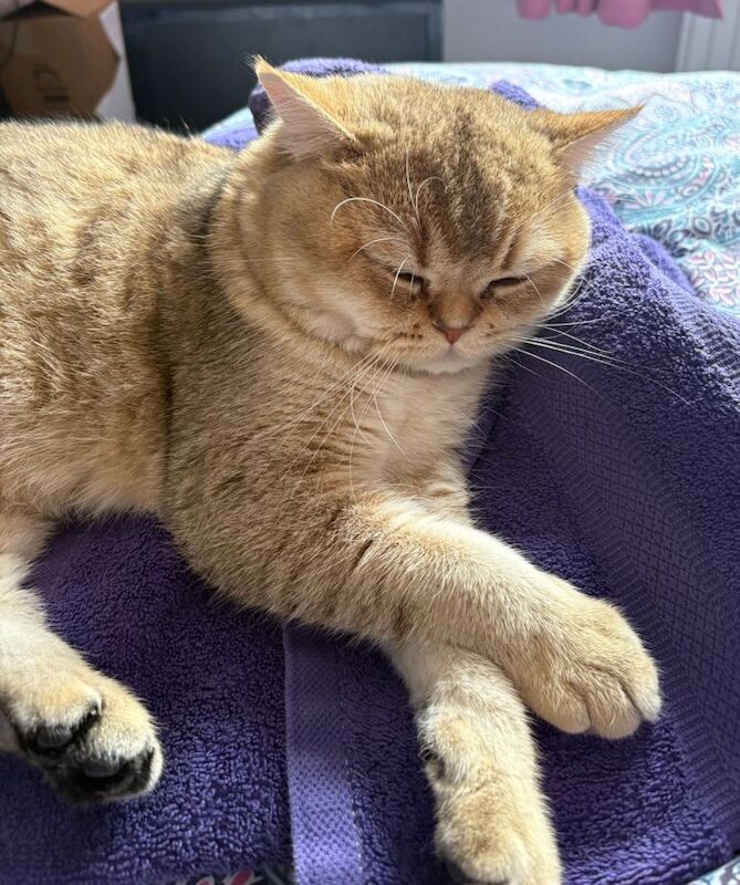 Gorgeous Year old chinchilla male shorthair - Image 5 of 5