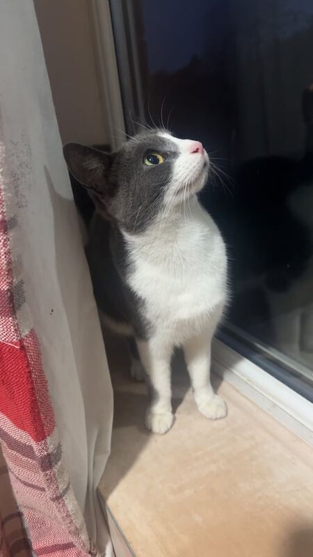 British Shorthair kittens for sale in Doncaster, South Yorkshire – 2 years old - Image 2 of 3