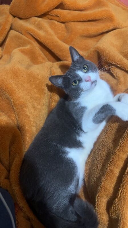 British Shorthair kittens for sale in Doncaster, South Yorkshire – 2 years old - Image 3 of 3