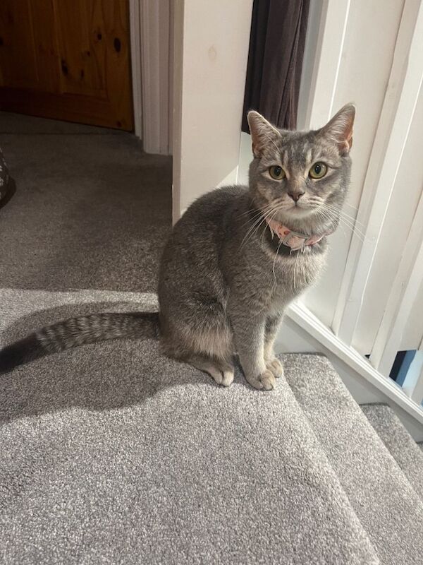 British Shorthair kittens for sale in Crawley, West Sussex – 11 months old