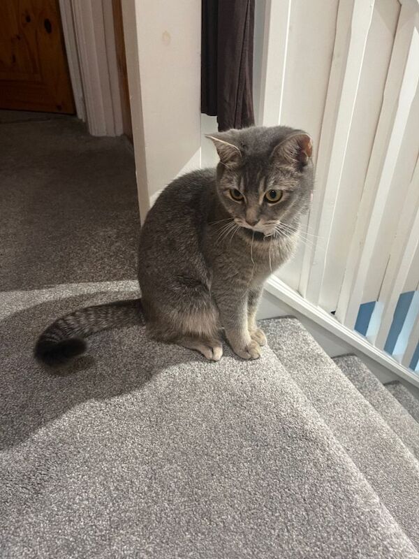 Grey and white half British shorthair cat - Image 2 of 5