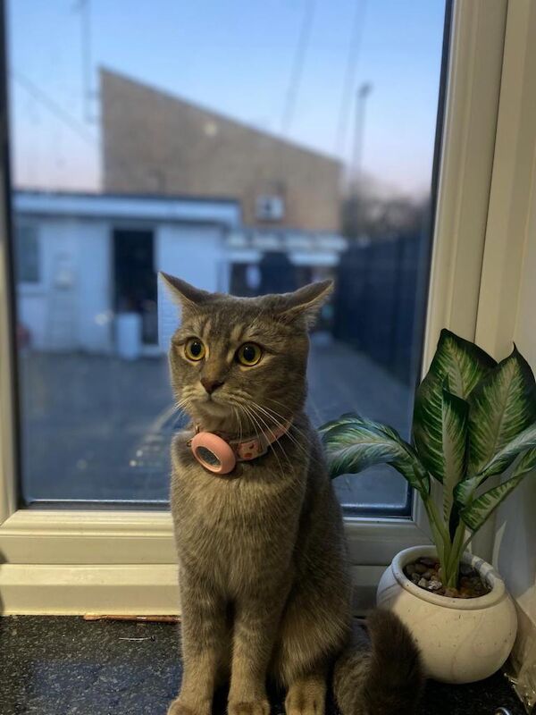 Grey and white half British shorthair cat - Image 3 of 5