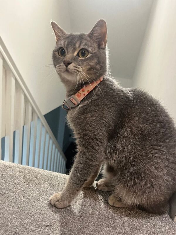 Grey and white half British shorthair cat - Image 4 of 5