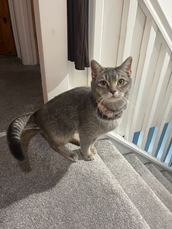 Grey and white half British shorthair cat - Image 5 of 5