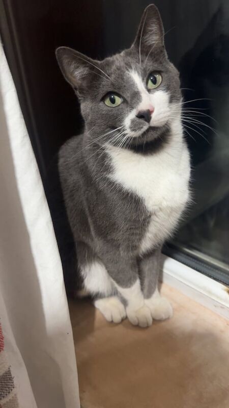 Grey and White Male Cat for sale in Doncaster, South Yorkshire