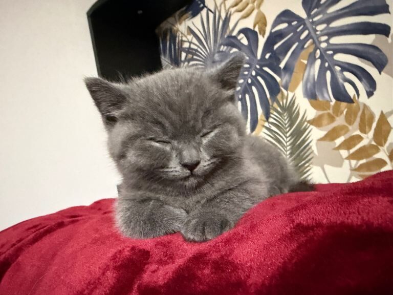 British Shorthair kittens for sale in Poplar, London – 11 weeks old