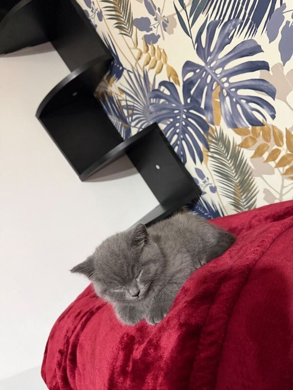 British Shorthair kittens for sale in Poplar, London – 11 weeks old - Image 2 of 3