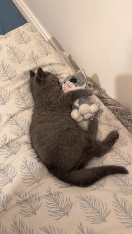 British Shorthair kittens for sale in Poplar, London – 11 weeks old - Image 3 of 3