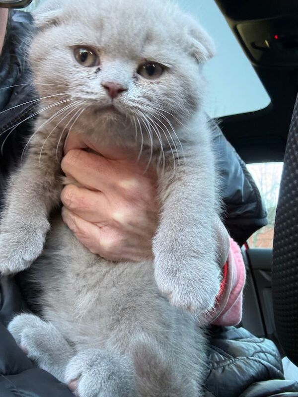 British Shorthair kittens for sale in Woolston, Cheshire – 8 weeks old - Image 3 of 4