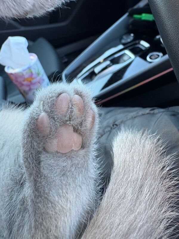 British Shorthair kittens for sale in Woolston, Cheshire – 8 weeks old - Image 4 of 4