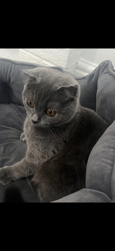 British Shorthair kittens for sale in Keighley, West Yorkshire – 9 weeks old