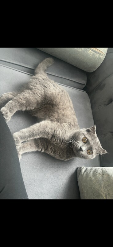 British Shorthair kittens for sale in Keighley, West Yorkshire – 5 months old - Image 2 of 3