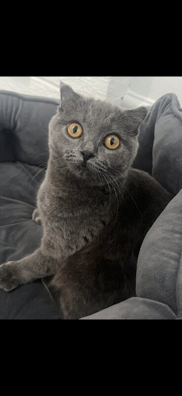 British Shorthair kittens for sale in Keighley, West Yorkshire – 5 months old - Image 3 of 3