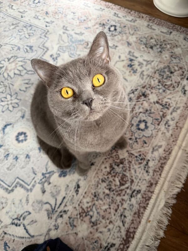 Grey British Shorthair Male Cat
