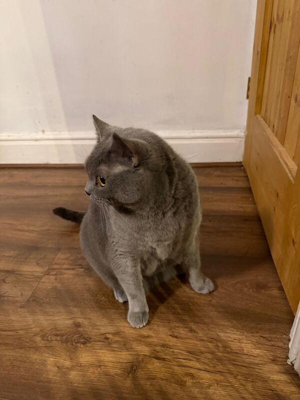 Grey British Shorthair Male Cat - Image 2 of 4