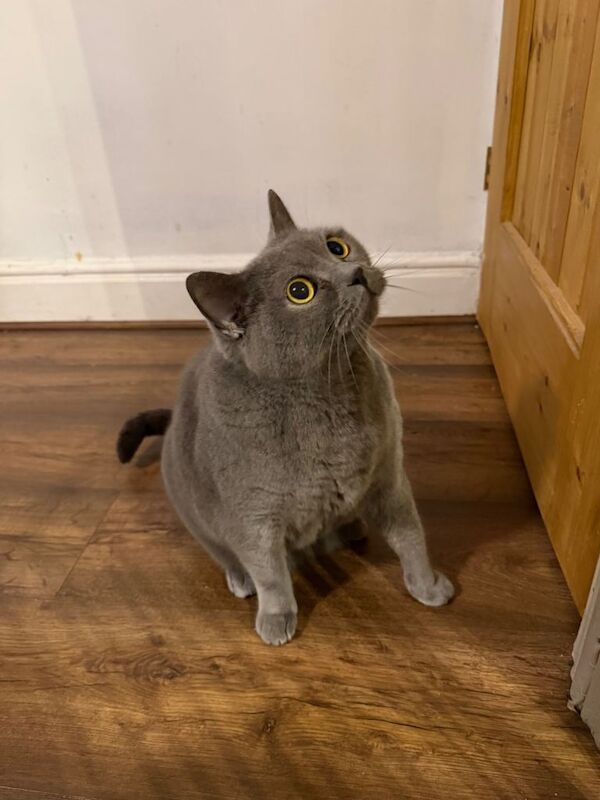 Grey British Shorthair Male Cat - Image 3 of 4