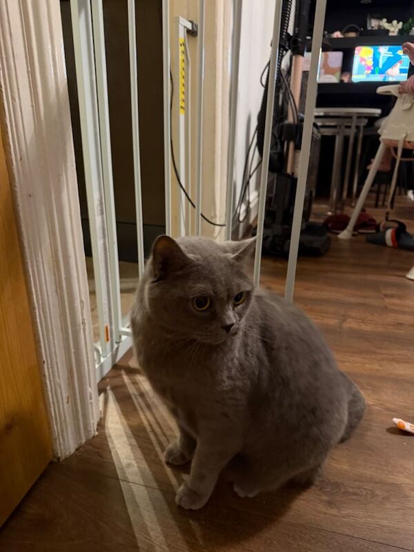 Grey British Shorthair Male Cat - Image 4 of 4