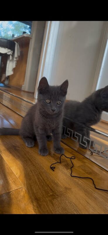 British Shorthair kittens for sale in Greenford, Greater London – 3 months old - Image 2 of 3
