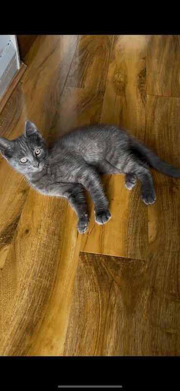 British Shorthair kittens for sale in Greenford, Greater London – 3 months old - Image 3 of 3