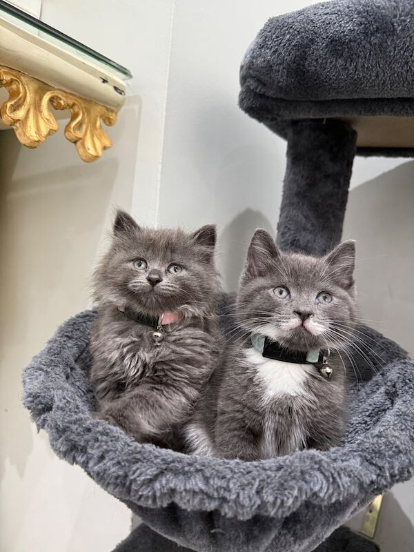 Grey kittens Blue Scottish short hairs for sale in Wembley, Greater London