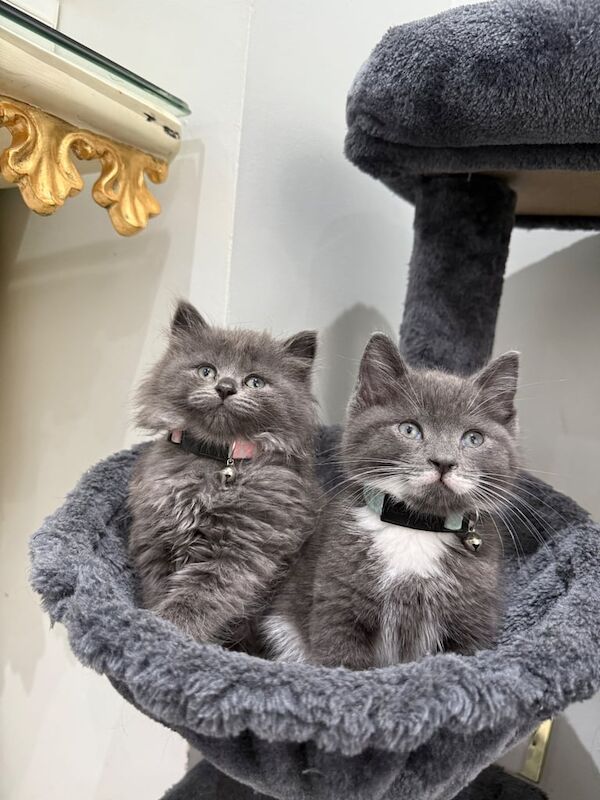 Grey kittens Blue Scottish short hairs for sale in Wembley, Greater London | Image 2
