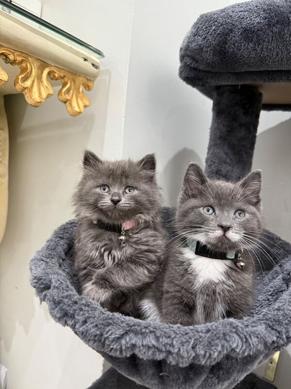 Grey kittens Blue Scottish short hairs for sale in Wembley, Greater London | Image 3
