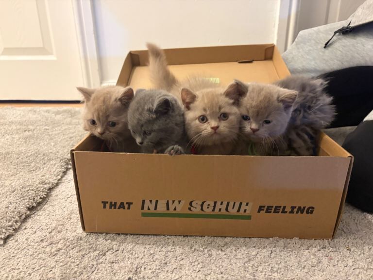 Grey/lilac British Shorthair Kittens - available!