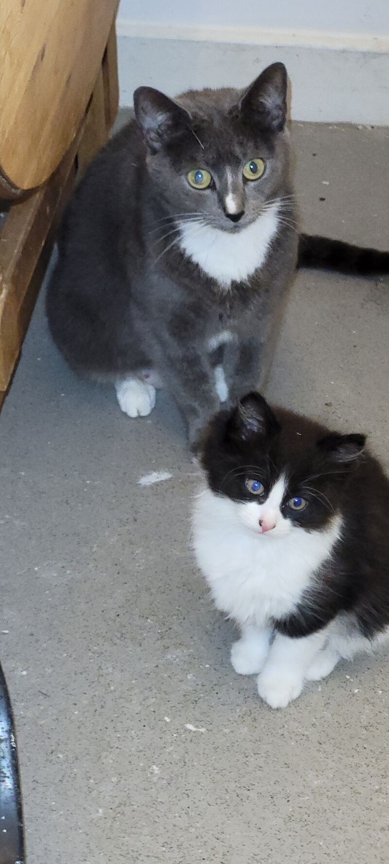 Grey silver kittens for sale in Ludlow, Shropshire | Image 2