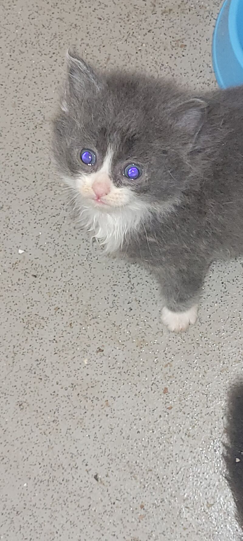 Grey silver kittens for sale in Ludlow, Shropshire | Image 3