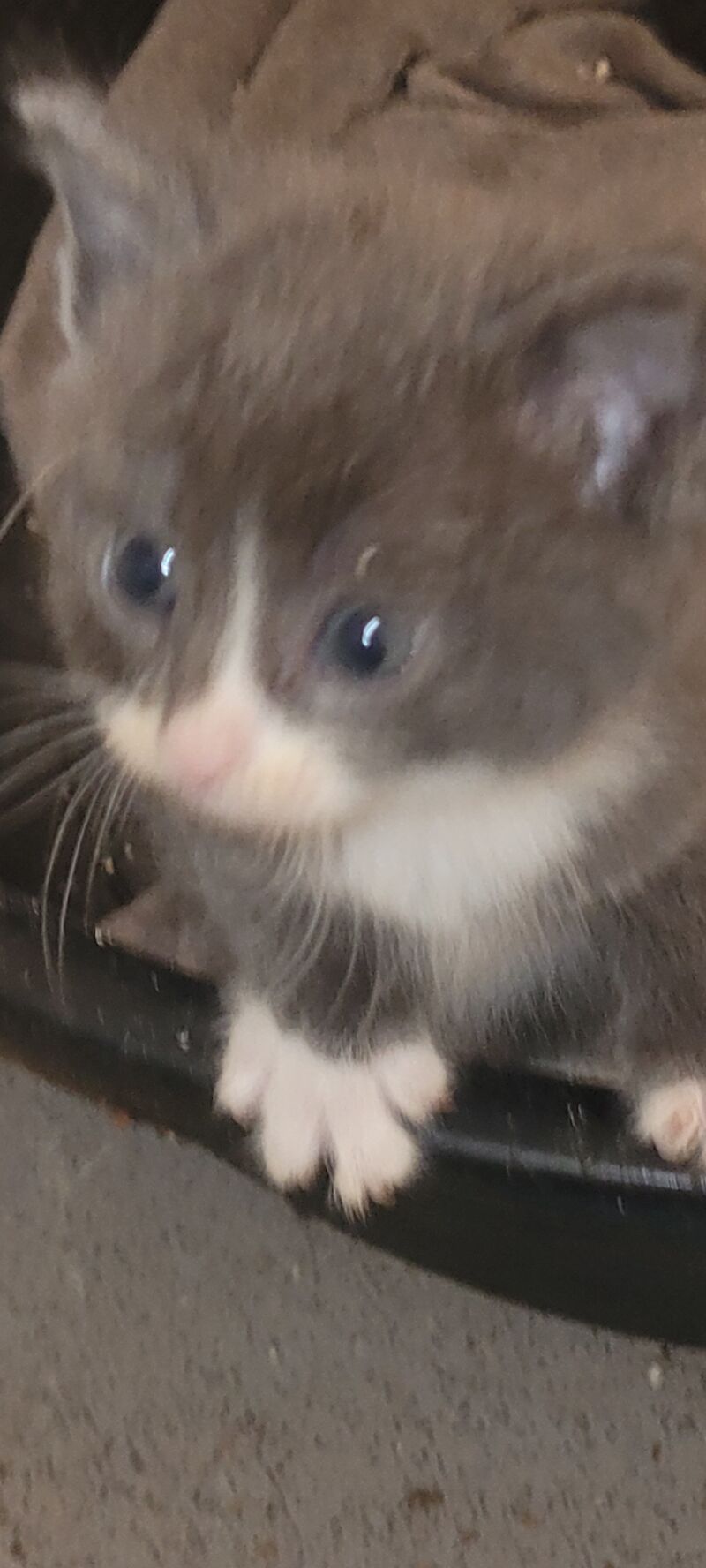 Grey silver kittens for sale in Ludlow, Shropshire | Image 4