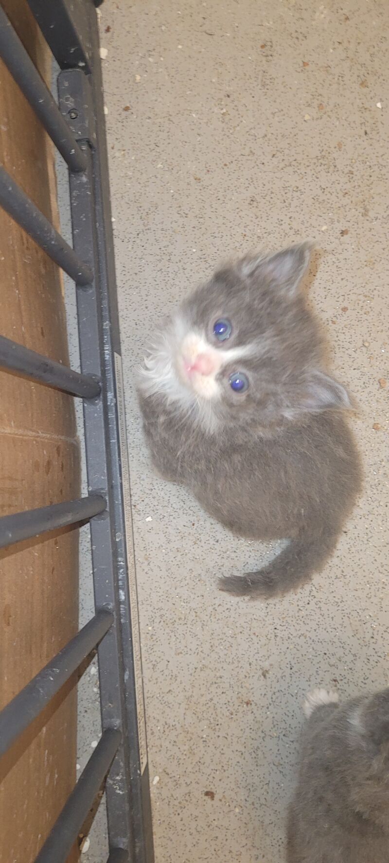 British Shorthair kittens for sale in Ludlow, Shropshire – 1 year old - Image 8 of 13