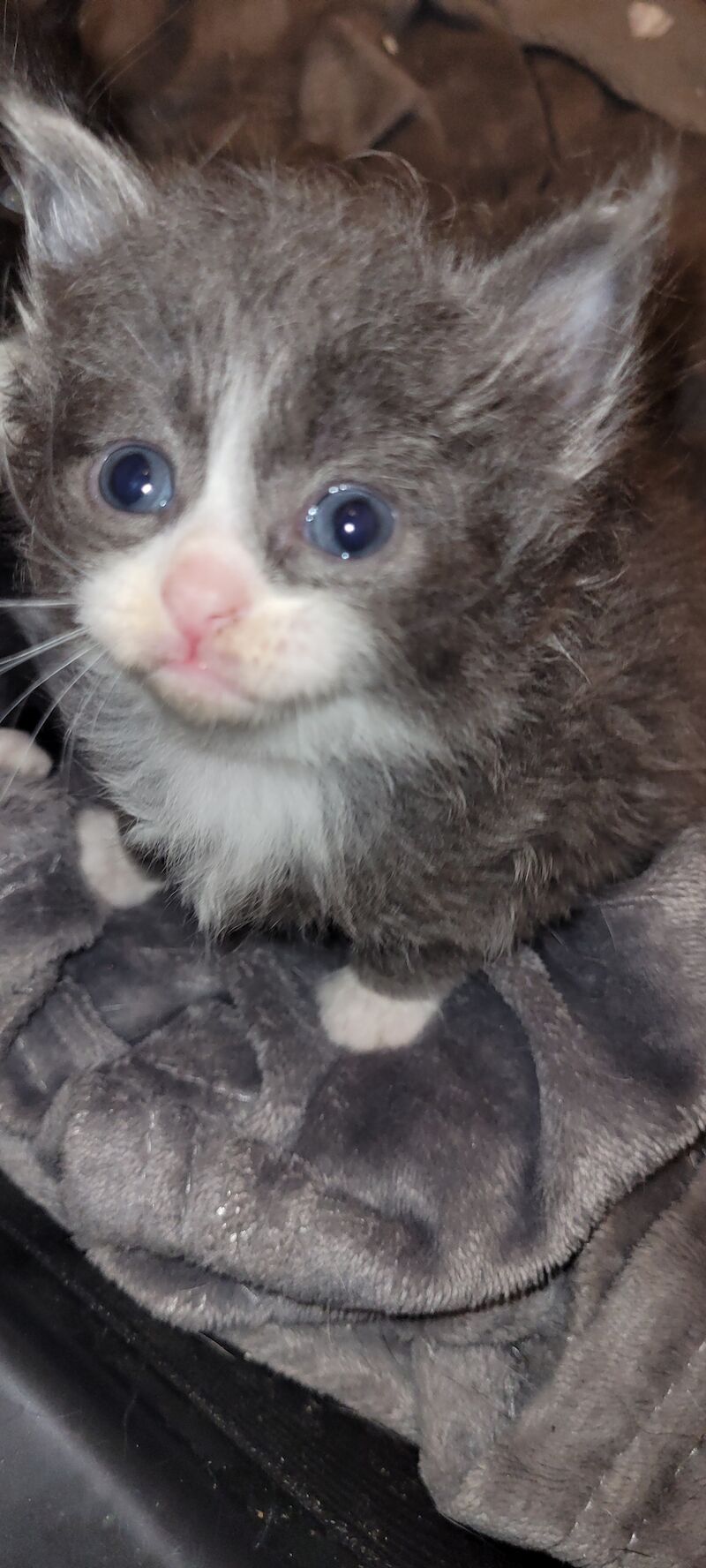 British Shorthair kittens for sale in Ludlow, Shropshire – 1 year old - Image 10 of 13