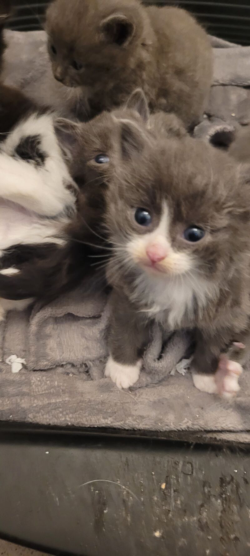British Shorthair kittens for sale in Ludlow, Shropshire – 1 year old - Image 11 of 13