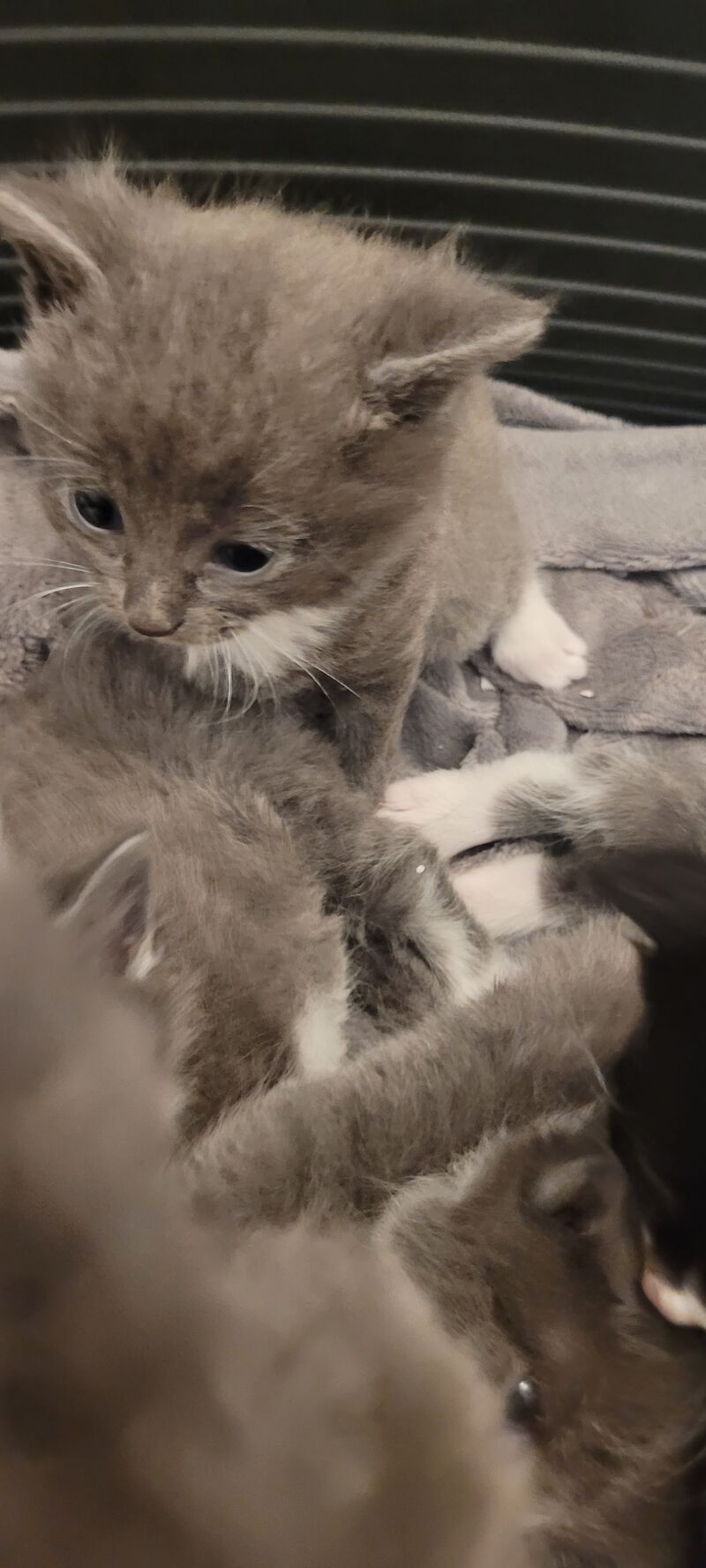 British Shorthair kittens for sale in Ludlow, Shropshire – 1 year old - Image 13 of 13