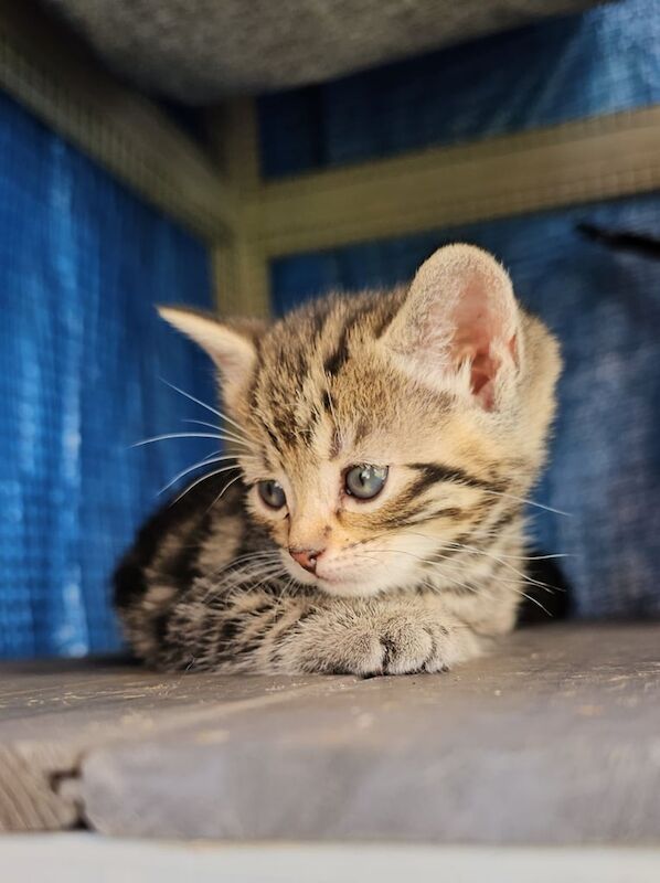 British Shorthair kittens for sale in Enfield, London – 7 months old - Image 2 of 3