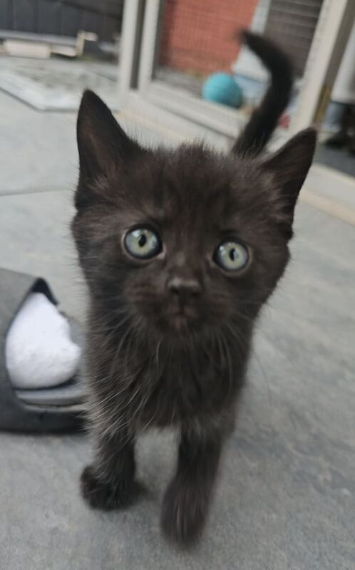 British Shorthair kittens for sale in Enfield, London – 7 months old - Image 3 of 3