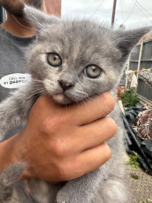 British Shorthair kittens for sale in Oadby, Leicestershire – 10 weeks old