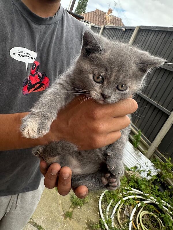 British Shorthair kittens for sale in Oadby, Leicestershire – 10 weeks old - Image 2 of 3