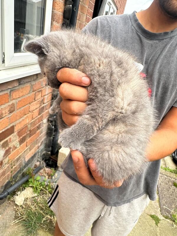 British Shorthair kittens for sale in Oadby, Leicestershire – 10 weeks old - Image 3 of 3