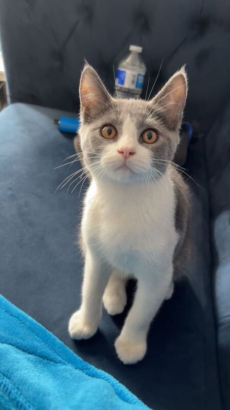 British Shorthair kittens for sale in Redbridge, Greater London – 4 months old