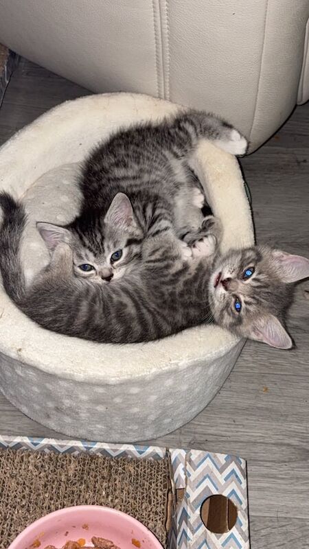 British Shorthair kittens for sale in Waterlooville, Hampshire – 8 weeks old