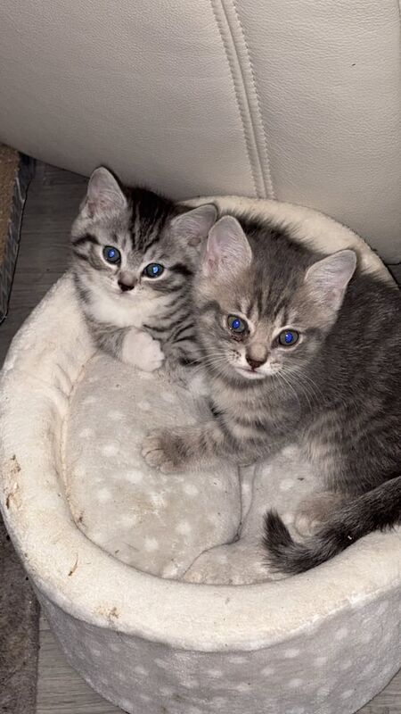 British Shorthair kittens for sale in Waterlooville, Hampshire – 8 weeks old - Image 2 of 3