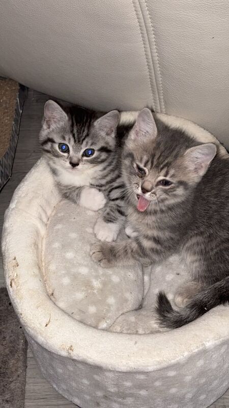 British Shorthair kittens for sale in Waterlooville, Hampshire – 8 weeks old - Image 3 of 3
