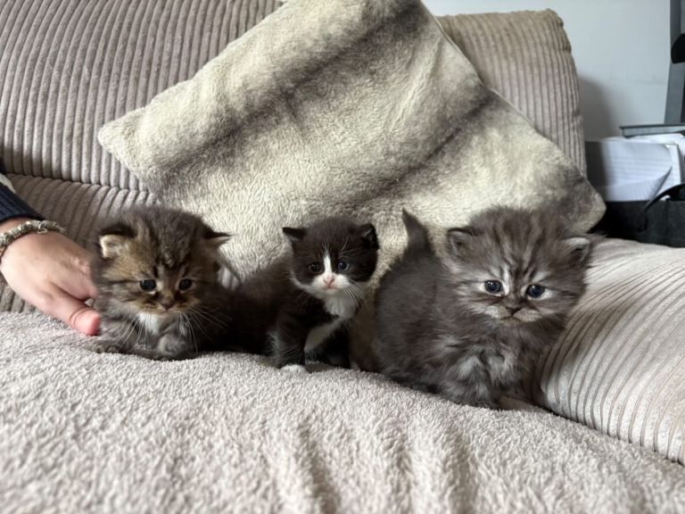 British Shorthair Kittens For Sale Under £300
