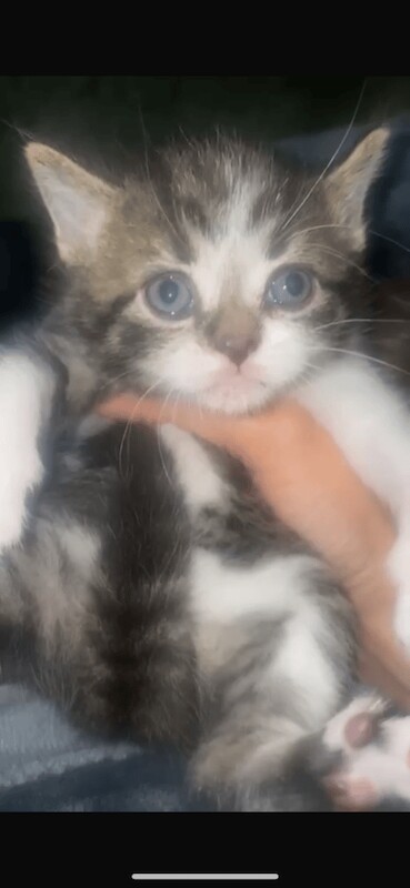 British Shorthair kittens for sale in King's Norton, West Midlands – 10 weeks old