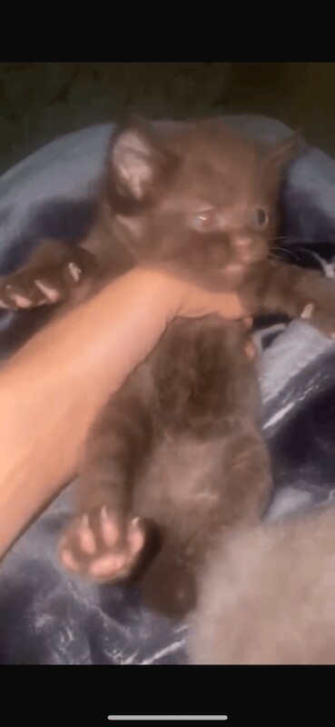 British Shorthair kittens for sale in King's Norton, West Midlands – 10 weeks old - Image 2 of 3
