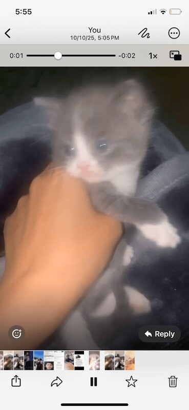 British Shorthair kittens for sale in King's Norton, West Midlands – 10 weeks old - Image 3 of 3