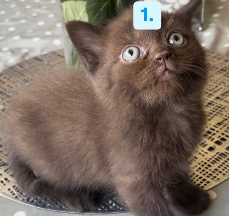 Half British Shorthair Kittens For Sale (CASH ONLY) for sale in South East London, London