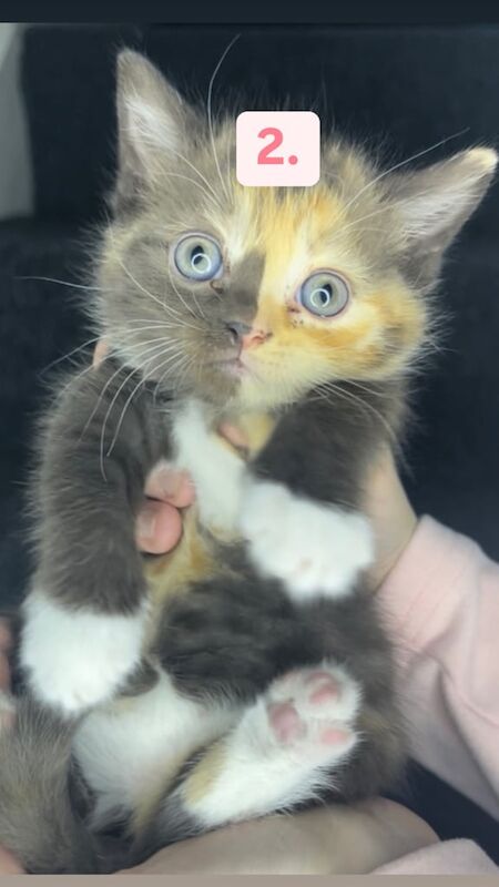 Half British Shorthair Kittens For Sale (CASH ONLY) for sale in South East London, London | Image 2