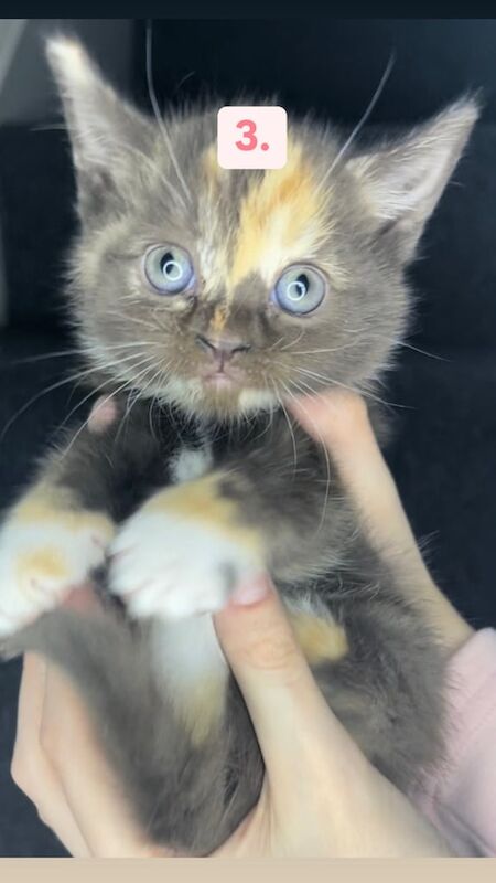 Half British Shorthair Kittens For Sale (CASH ONLY) for sale in South East London, London - Image 3